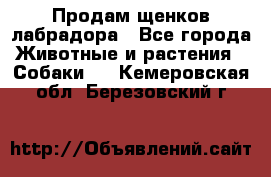 Продам щенков лабрадора - Все города Животные и растения » Собаки   . Кемеровская обл.,Березовский г.